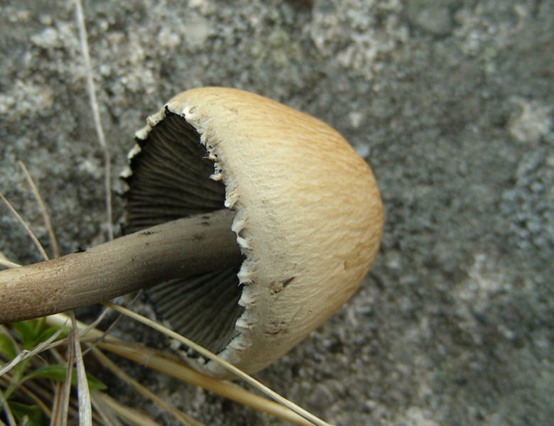 fimicolo da determinare (cfr. Panaeolus sphinctrinus)